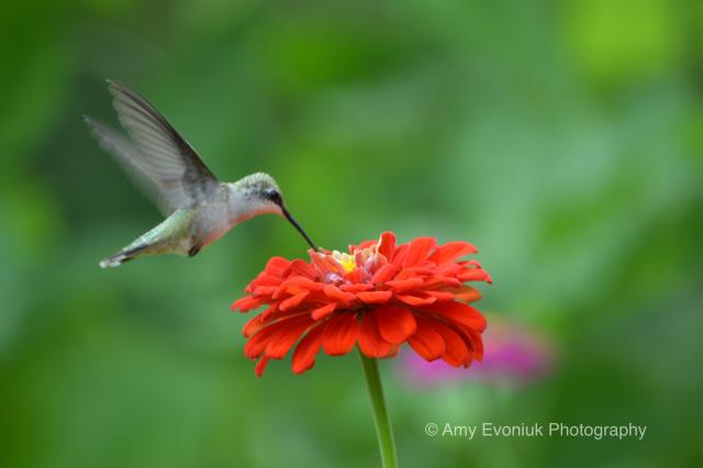 Hummingbird Migration in Texas