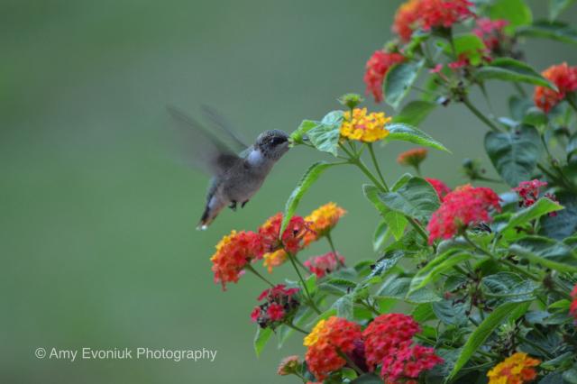 Hummingbird Fall Migration