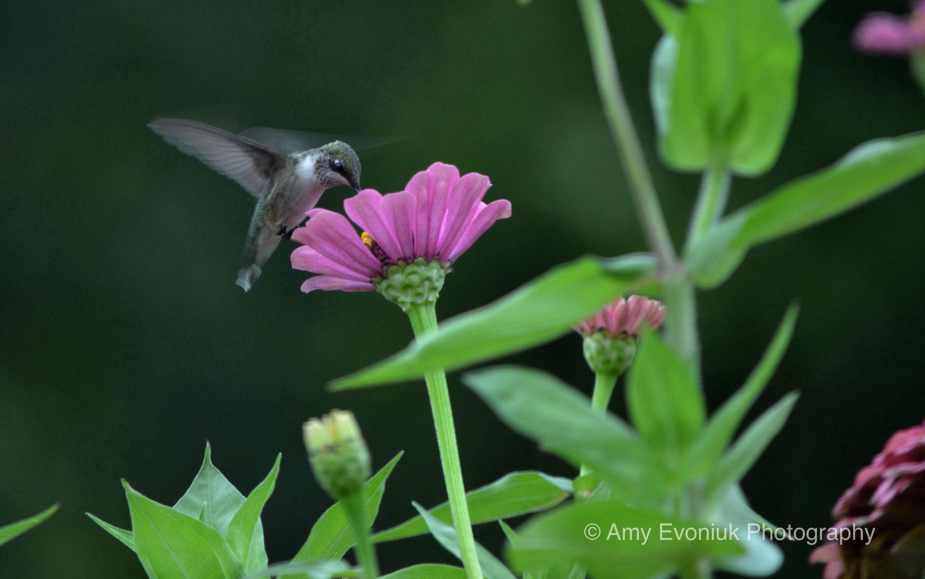 Hummingbird Migration News: Fall 2015