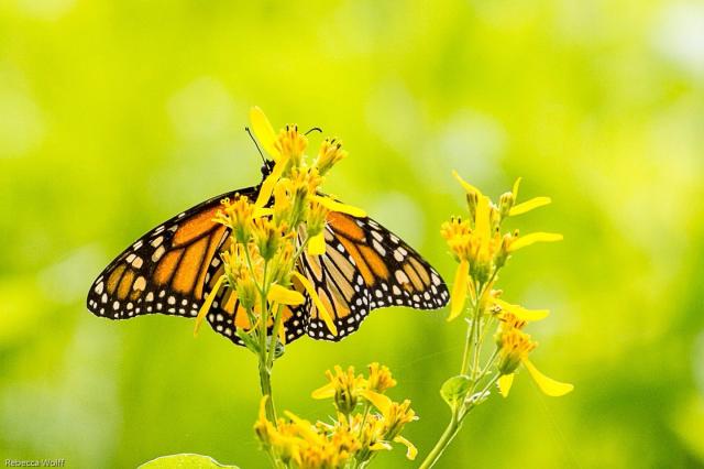 Monarch butterfly nectaring on goldenrod