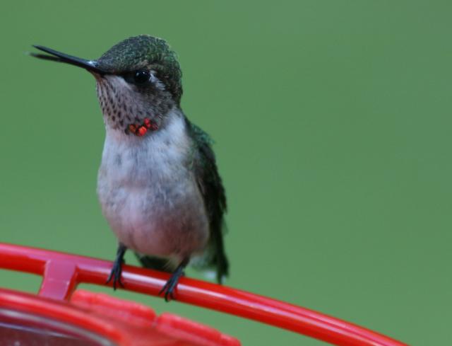 Hummingbird: Migrating Alone