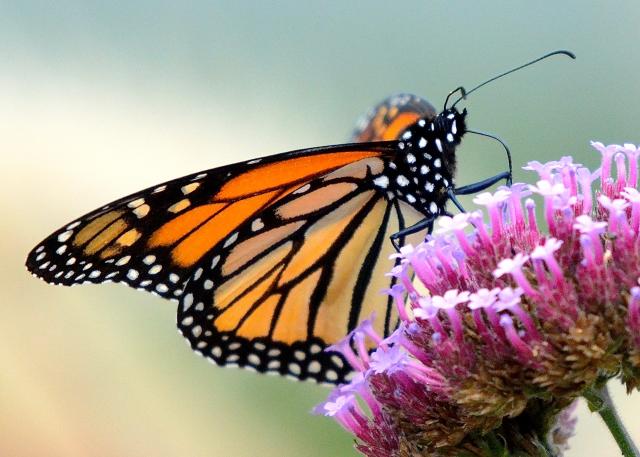Monarch butterfly nectaring and migrating