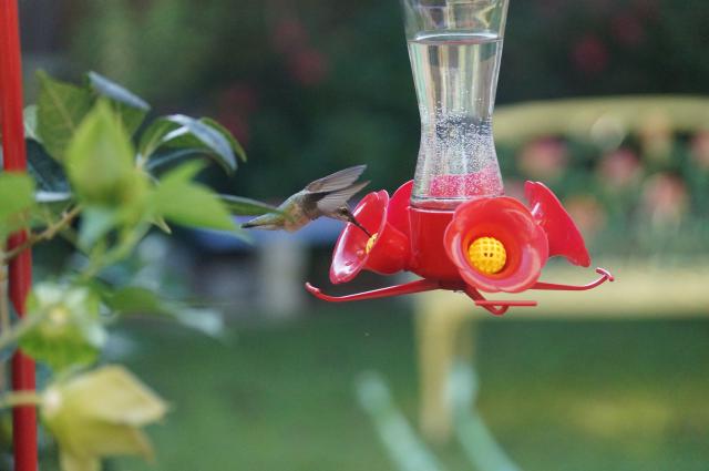 Hummingbird: Visiting Feeders
