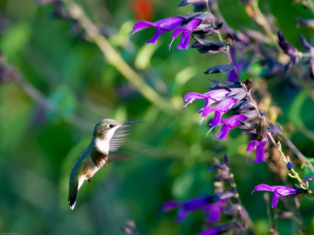 Hummingbird: Flying Solo