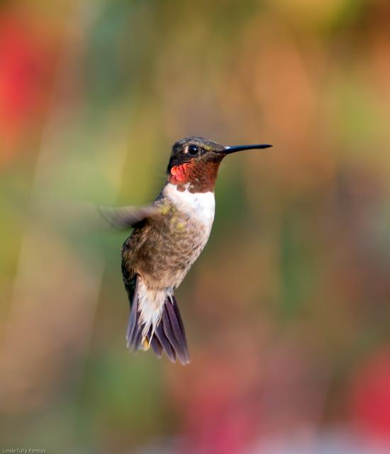 Hummingbird: Leaving First