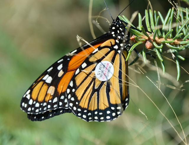 Monarch Butterfly Tag Found