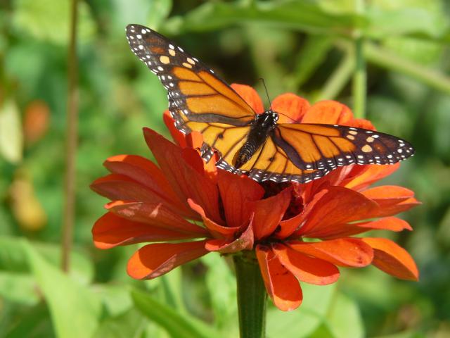 Monarch Butterfly Nectaring