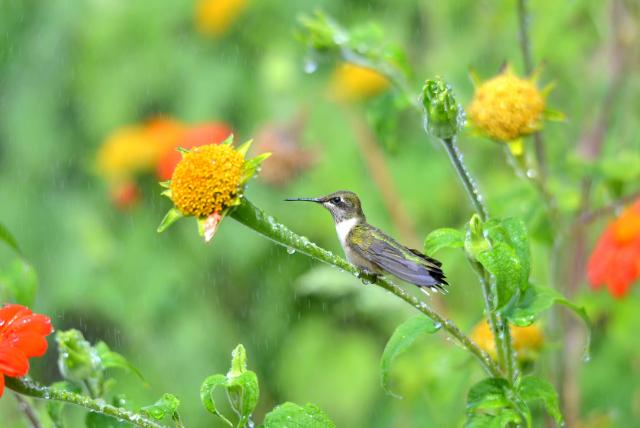 Hummingbird Migration News: Fall 2015