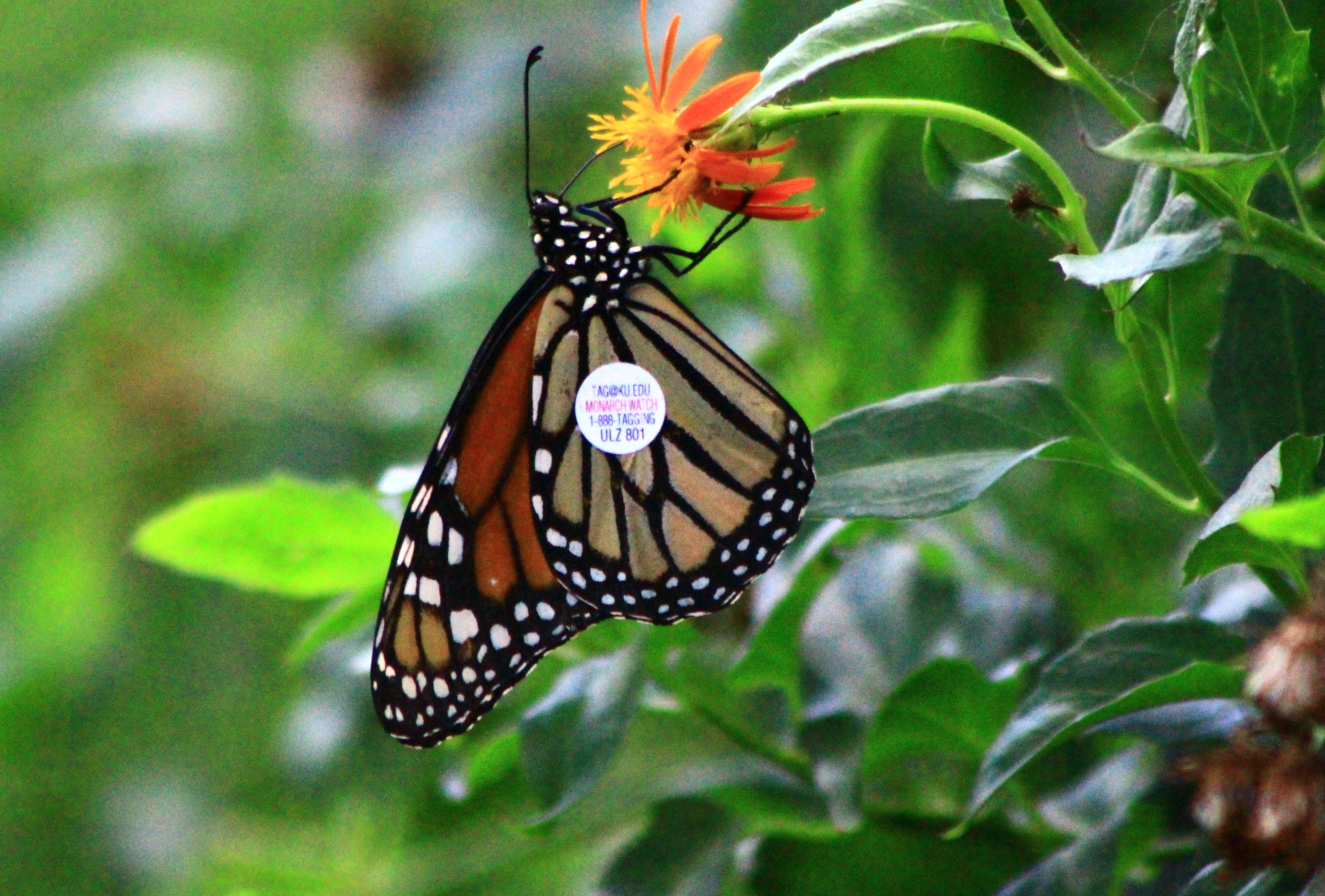 Monarch Butterfly With a Tag