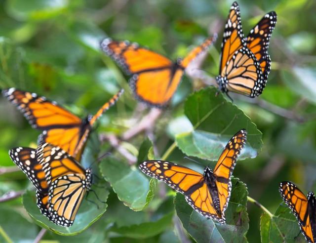 Monarch Butterfly Migration: The Overnight Roost