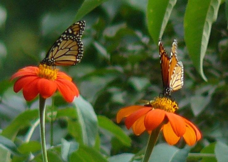 Citizen Science Monarch Butterfly Migration: Nectaring Non-stop