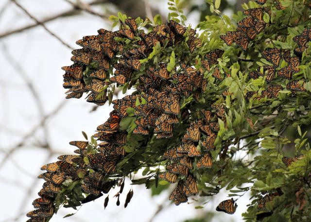 Monarch Butterfly Migration: The Effects of Wind