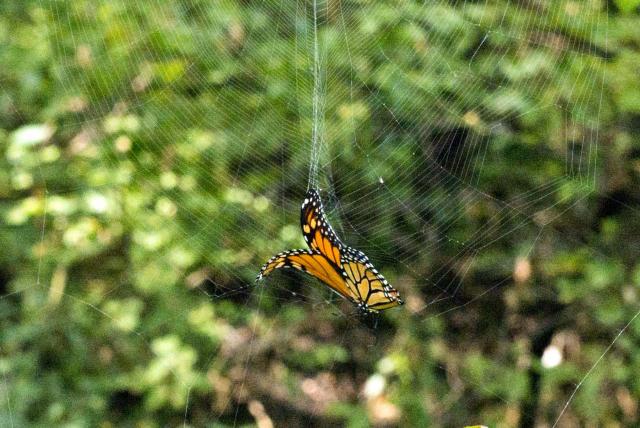 Citizen Science Monarch Butterfly Migration: Facing Hazards