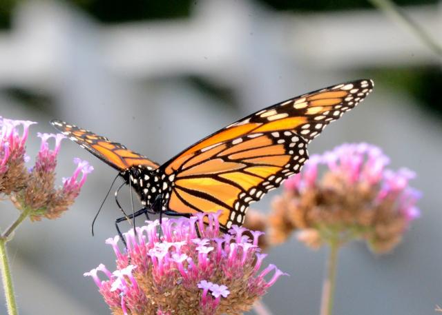 Citizen Science Monarch Butterfly Migration: Flying and Feeding
