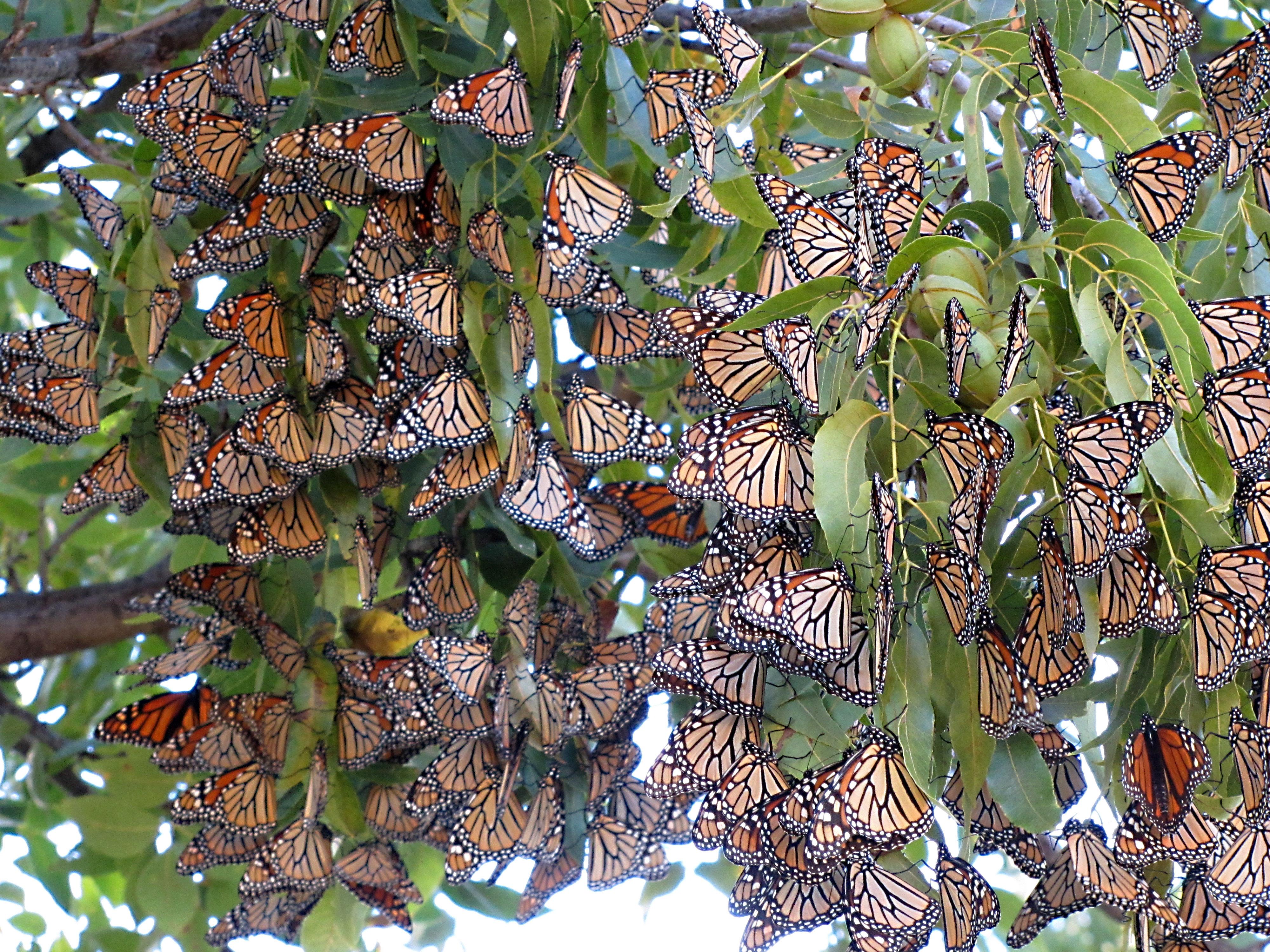 Image of Monarch Butterflies Resting at Overnight Roost During Fall Migration
