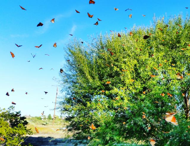 Monarch Butterfly Migration: Roosting in Texas