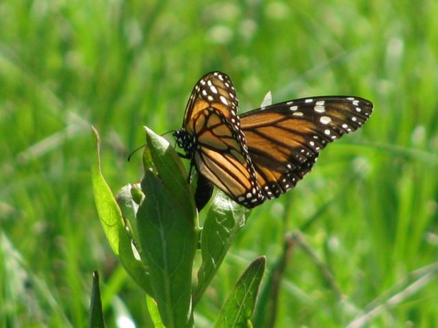Critical Monarch Butterfly Breeding Habitat in Texas
