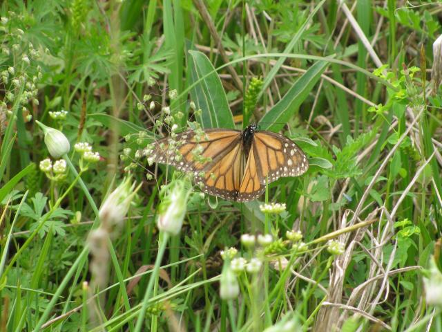 Female Monarch Butterfly Laying Eggs