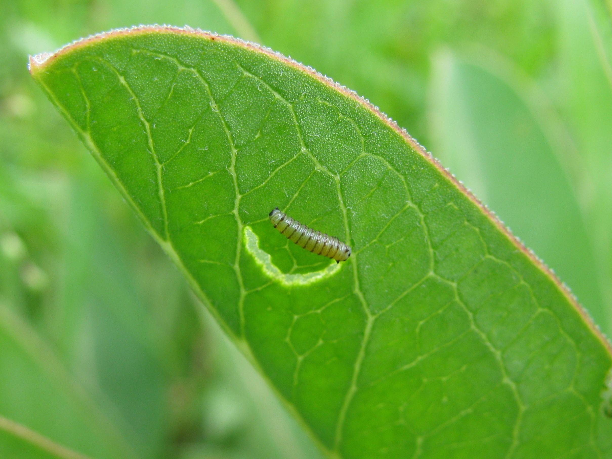 Monarch Butterfly Caterpillar Growing