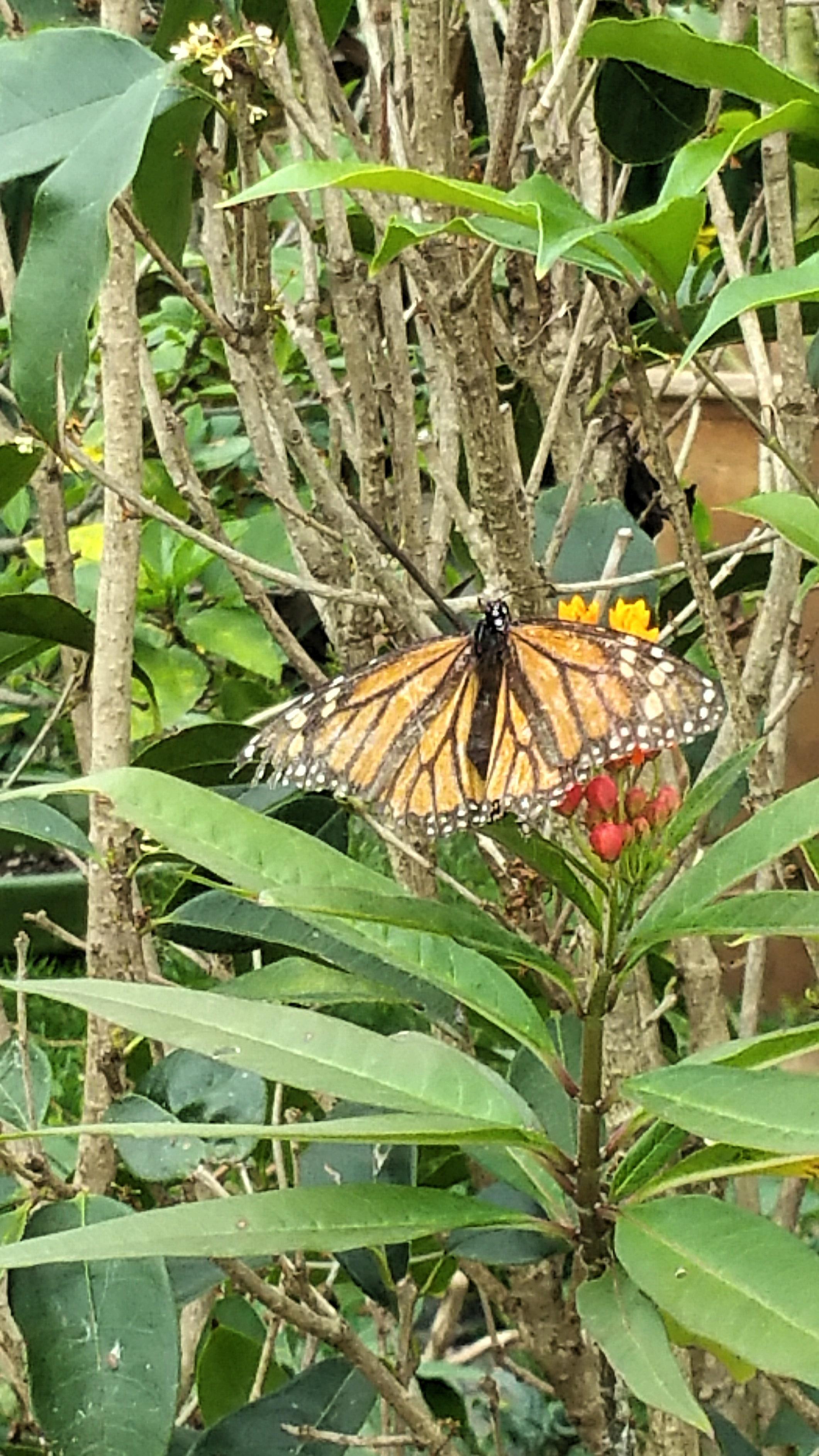 Monarch Butterfly with Wing Damage
