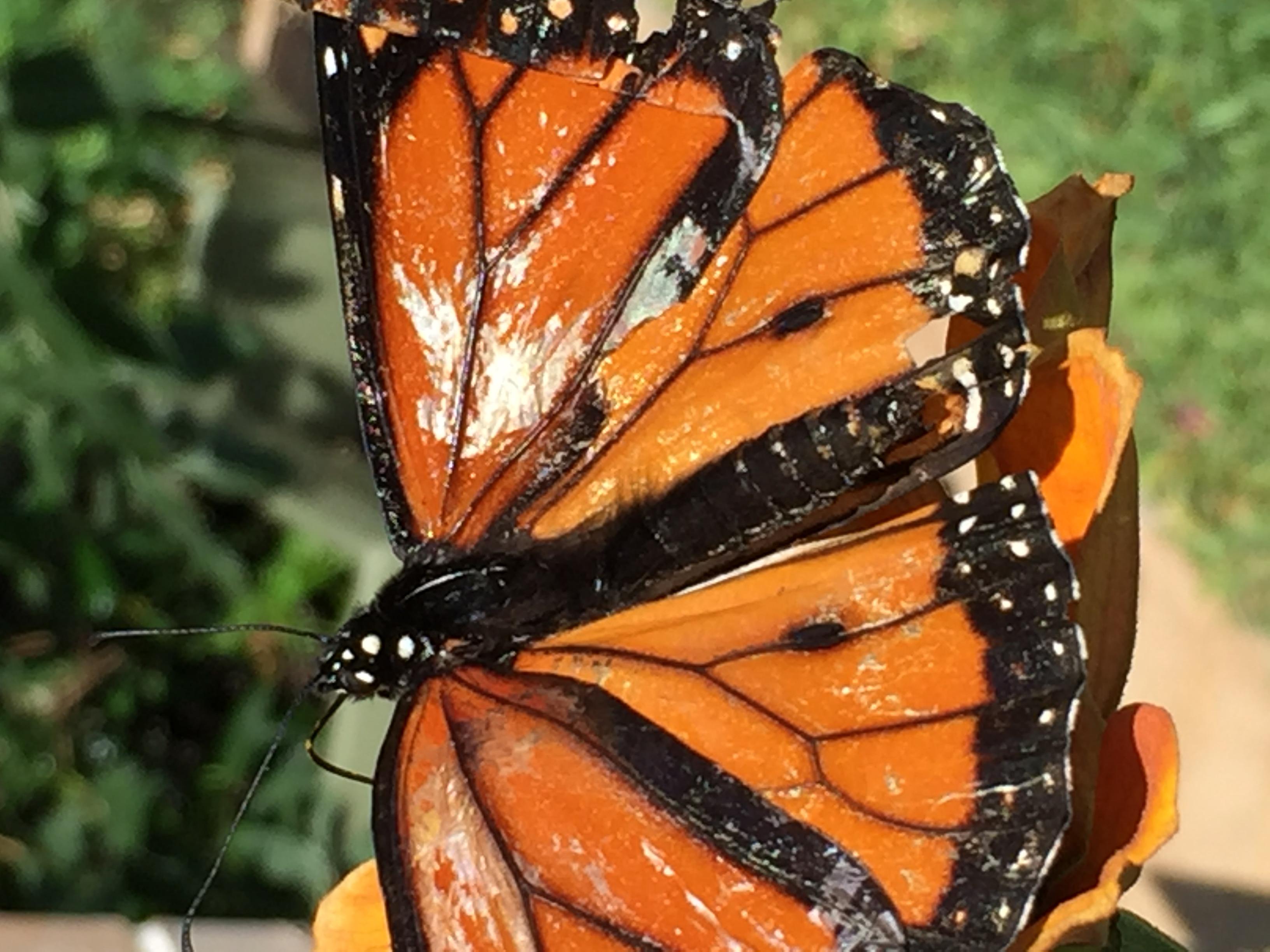 Monarch Butterfly with Wing Damage