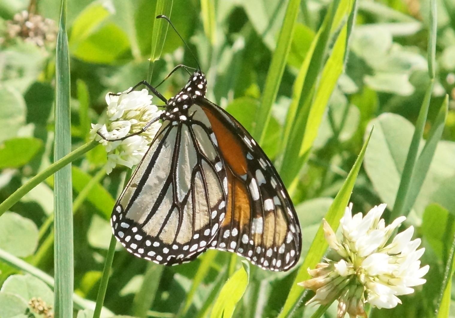First Monarch Butterfly Sighting from Kansas