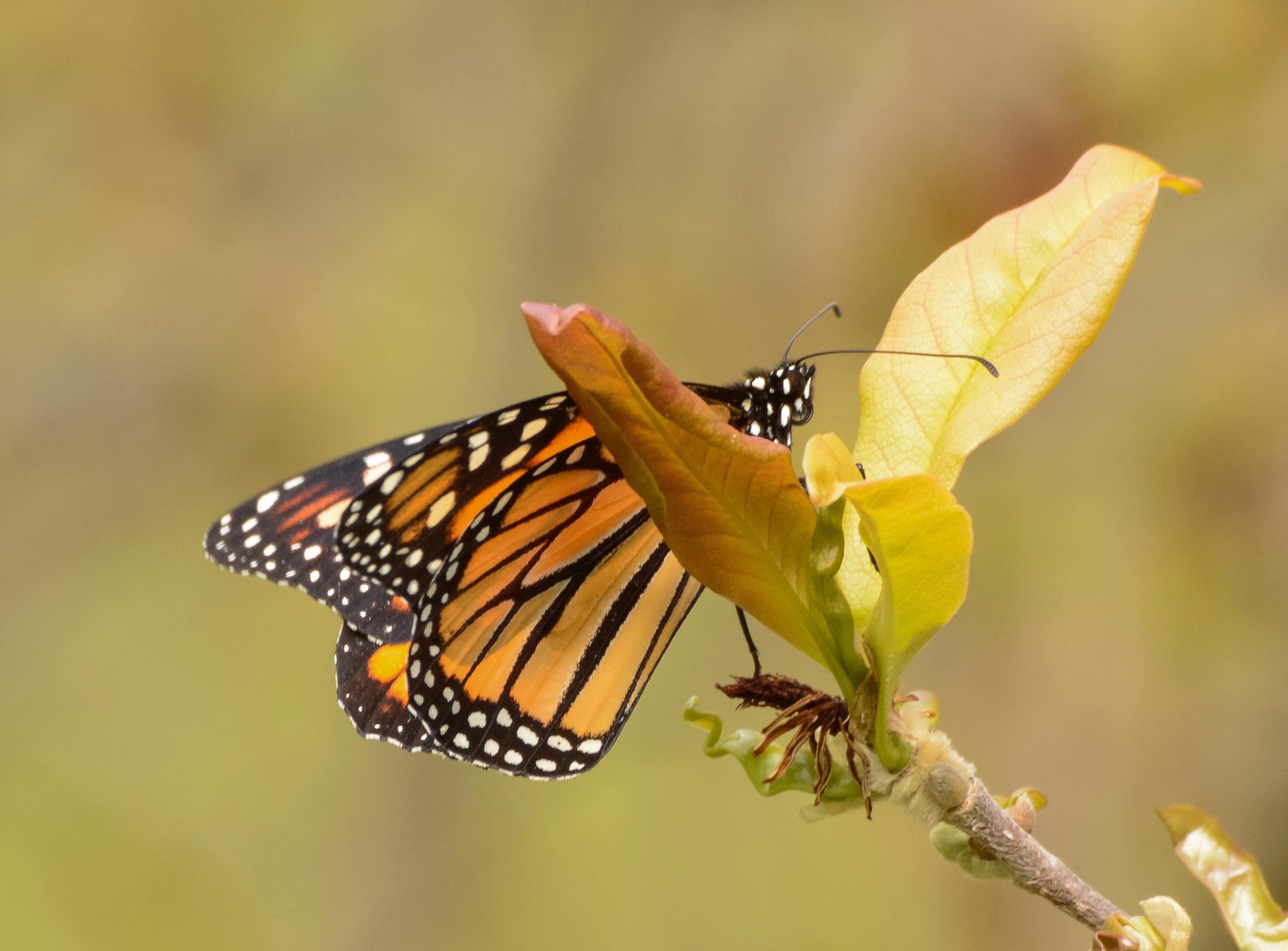Surprise Sighting of a Monarch Butterfly in New Jersey