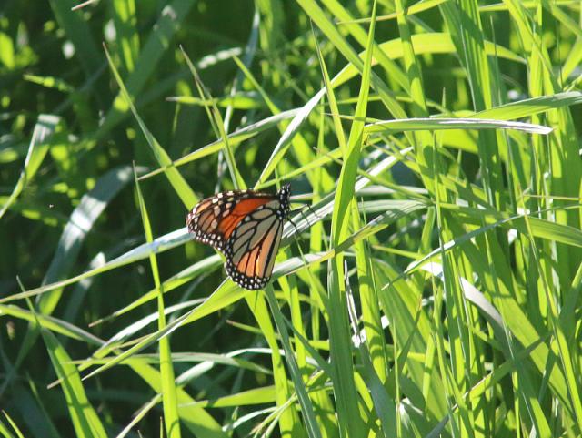Monarch Butterfly in Iowa