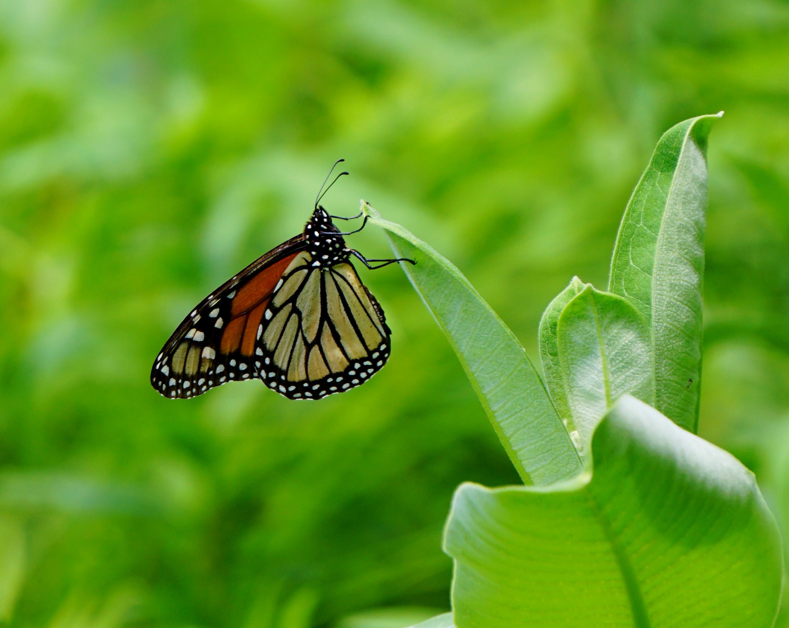 Male Monarch Butterfly in Milkweed Patch