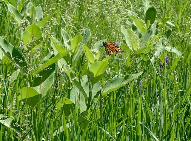 Monarch Butterfly in Milkweed Patch