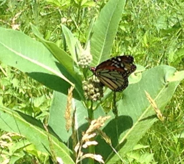 Monarch Butterfly Laying Eggs in Massachusetts
