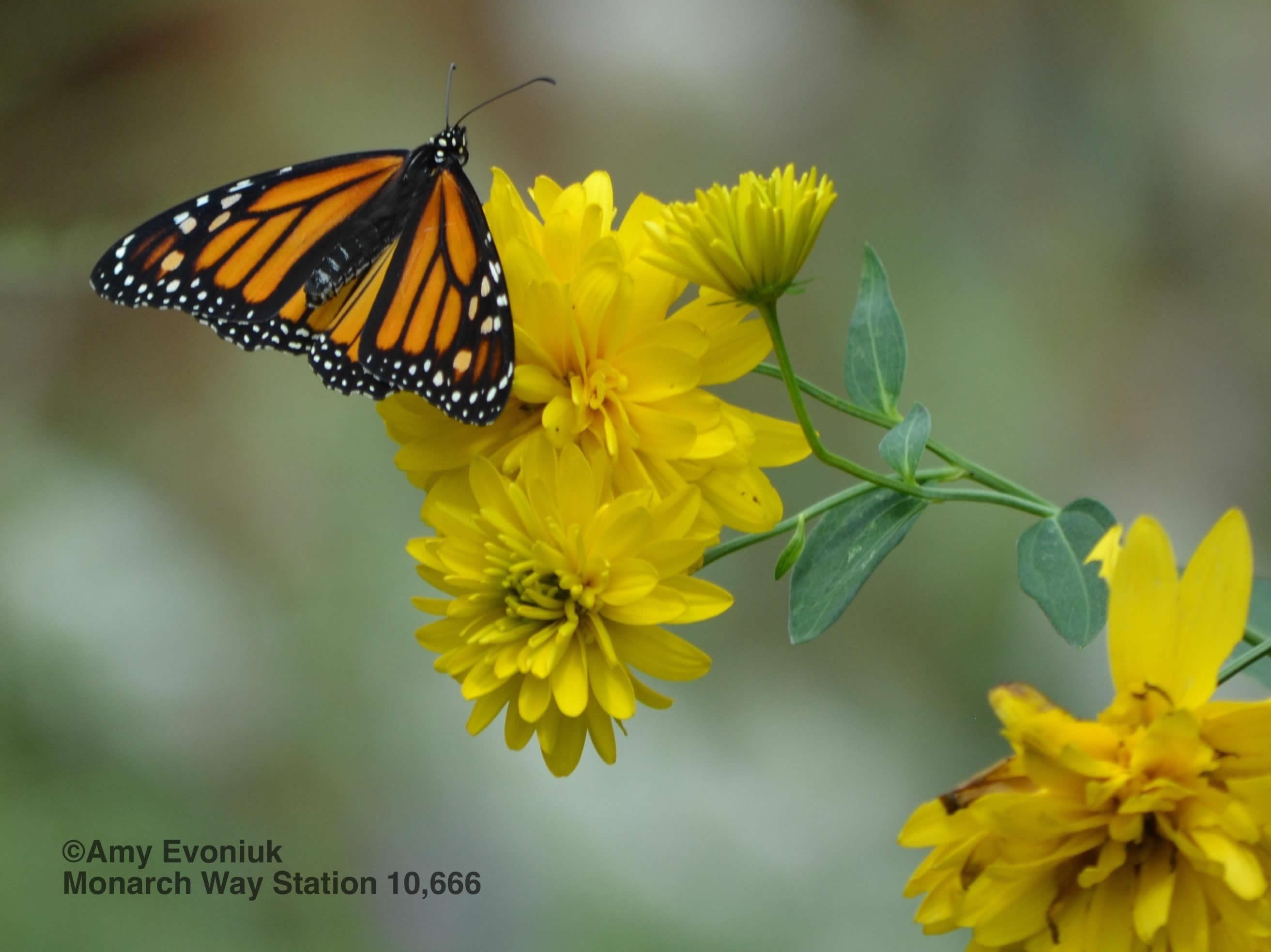 Monarch Butterfly Nectaring Intensely