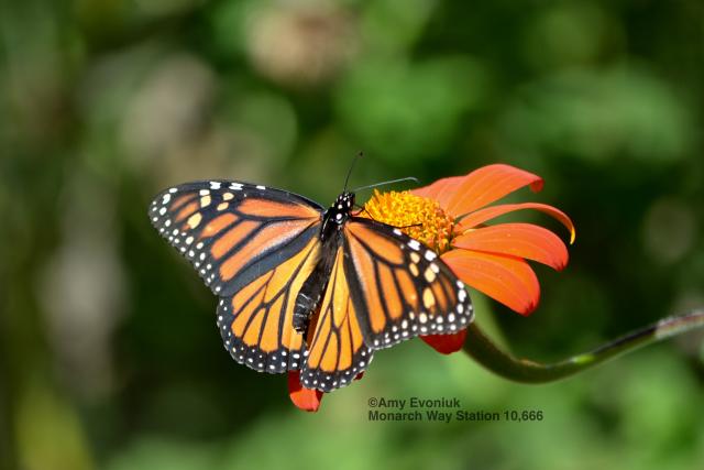 Monarch Butterfly in Iowa