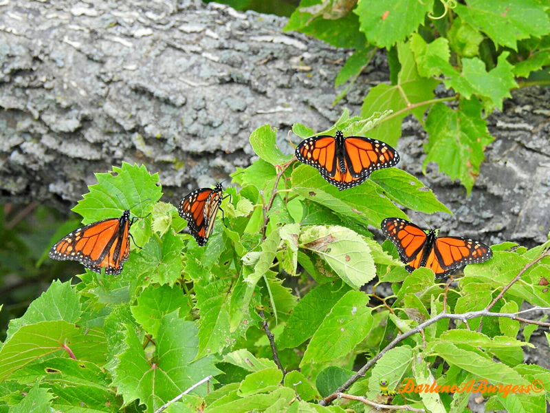 Monarch Butterflies Clustering in Roosts