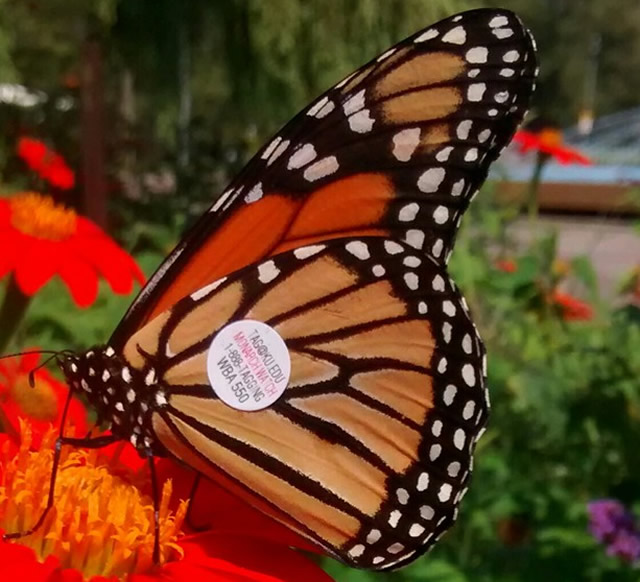 Monarch Butterfly Caterpillar on Milkweed