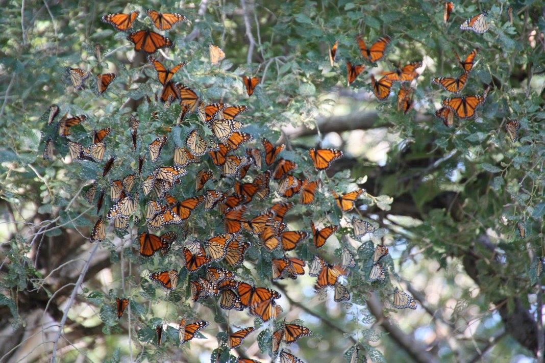 Monarch Butterflies resting at overnight roost in South Dakota.
