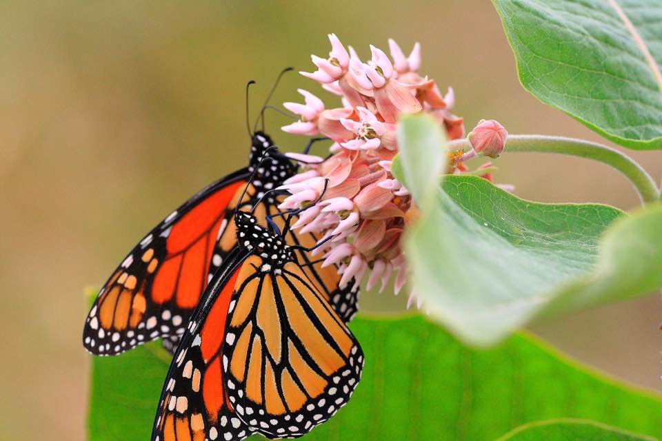 Monarch Butterflies nectaring in an Iowa prairie