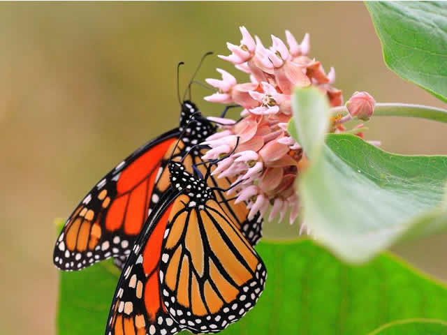 Monarch Butterfly on North Dakota Prairie