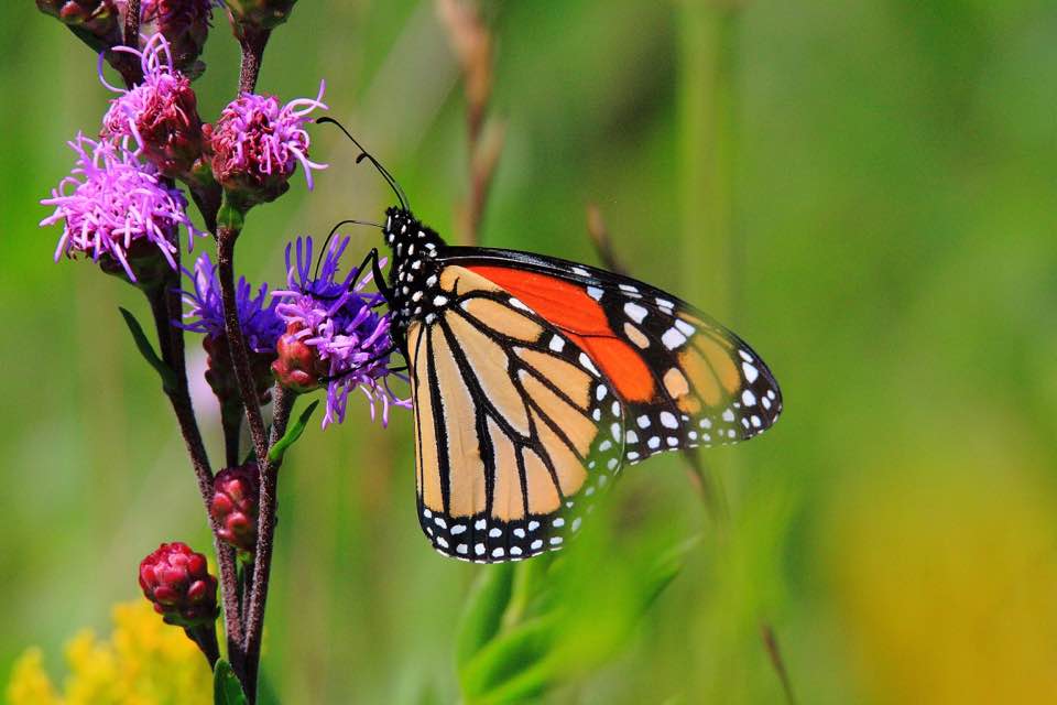 Monarch Butterfly nectaring in an Iowa prairie