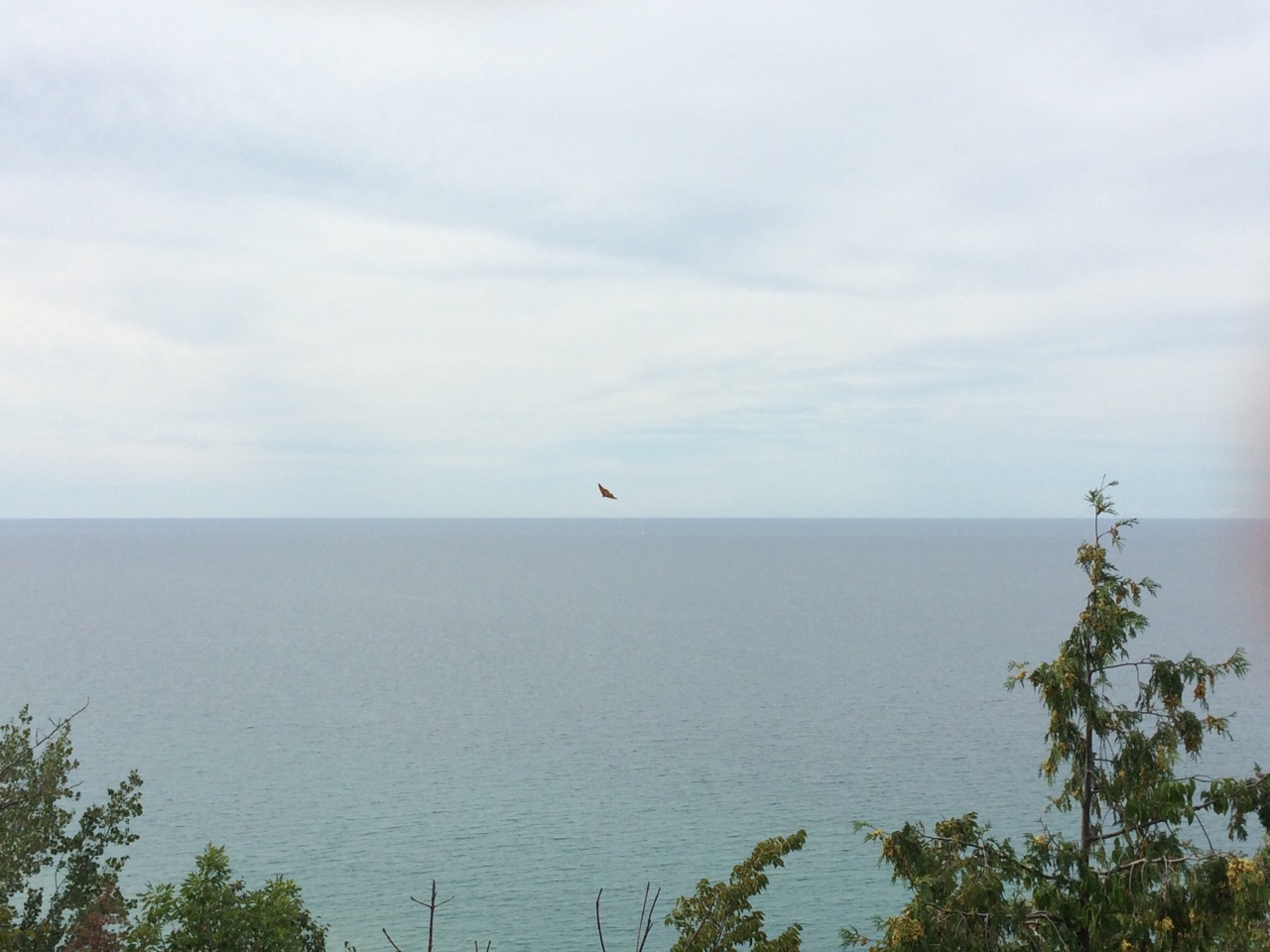 Monarchs Migrating over Lake Michigan