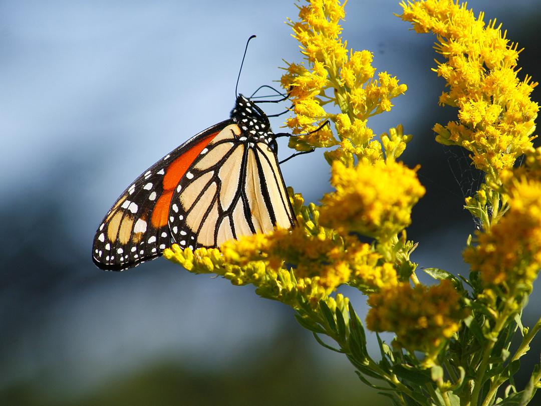 Monarch Butterflies nectaring in an Iowa prairie