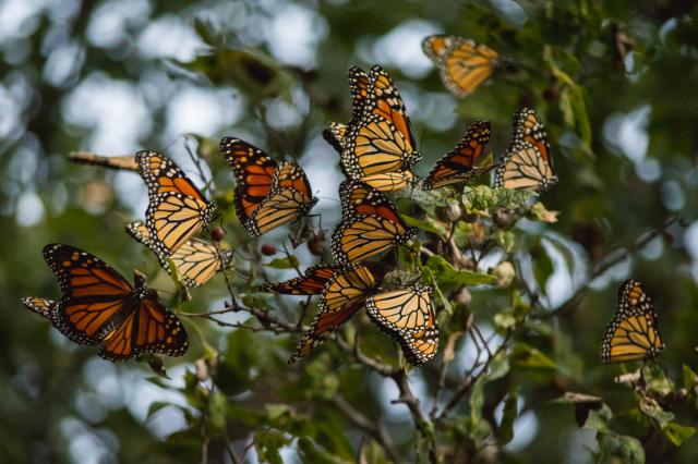 Monarch Butterflies Roosting in Olney, Texas