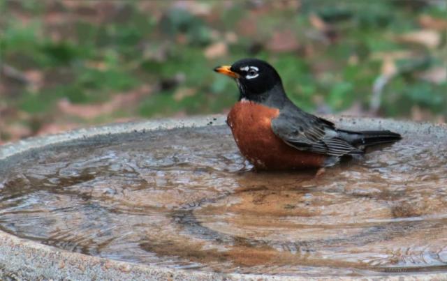 Robin taking a bath