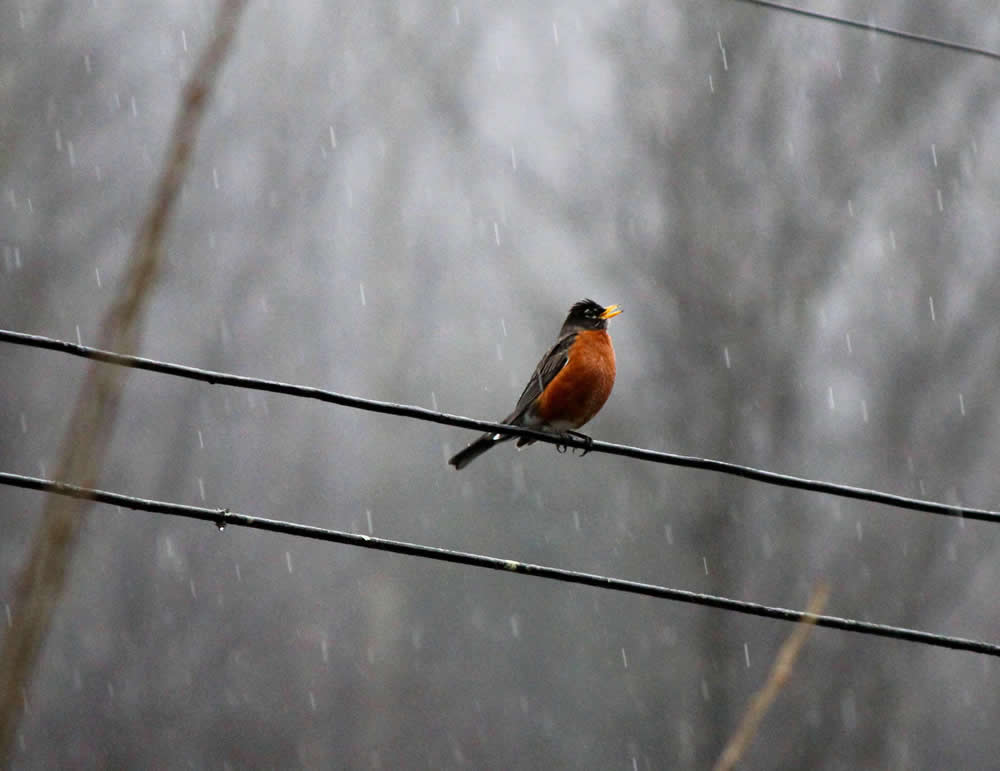 Robin in the Rain