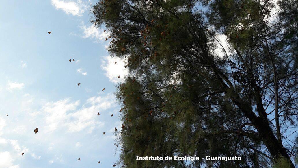 Monarch Butterfly Tags Found at Mexico Overwintering Sanctuary