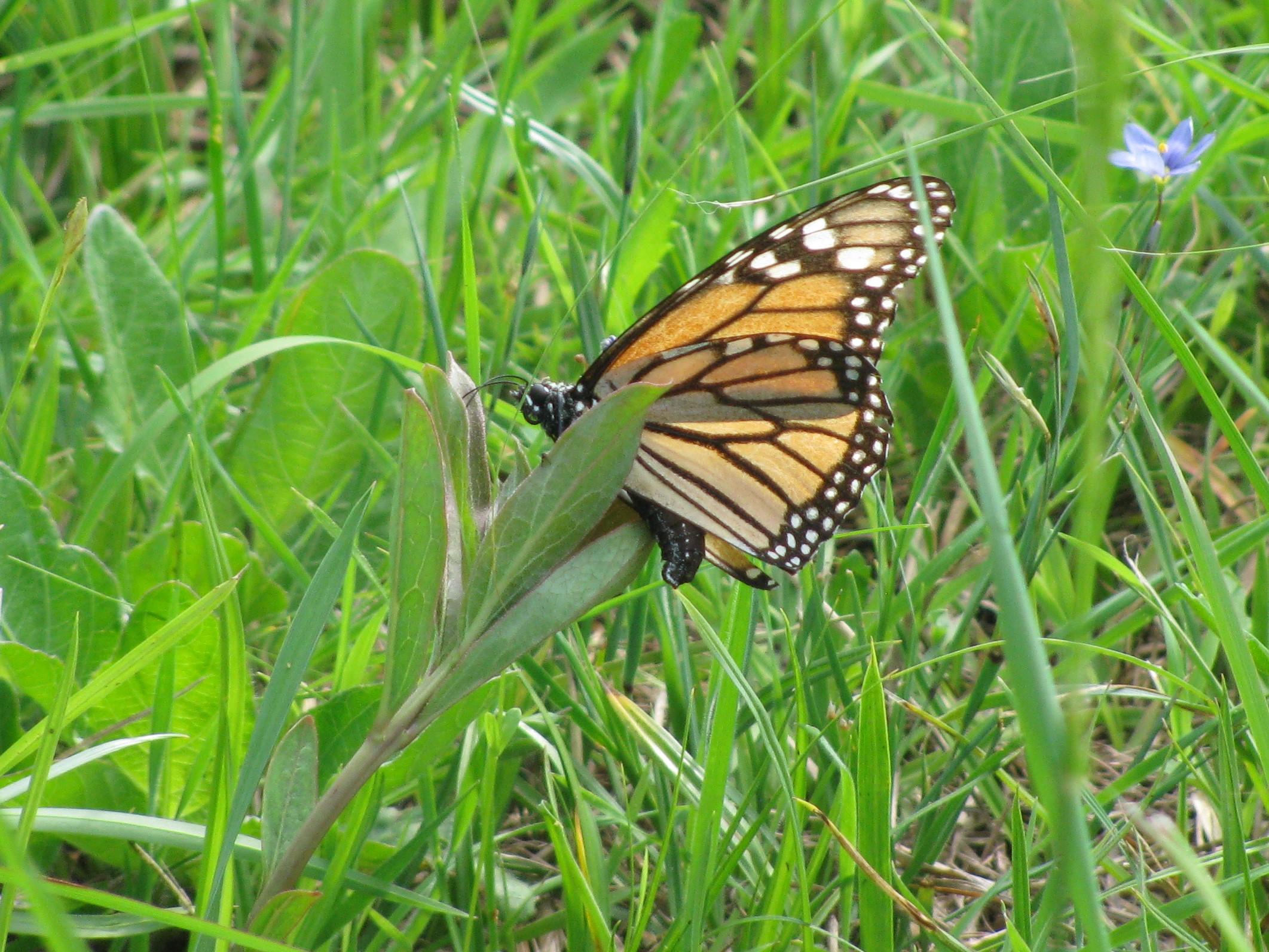 Monarch Butterfly Critical Habitat in Texas
