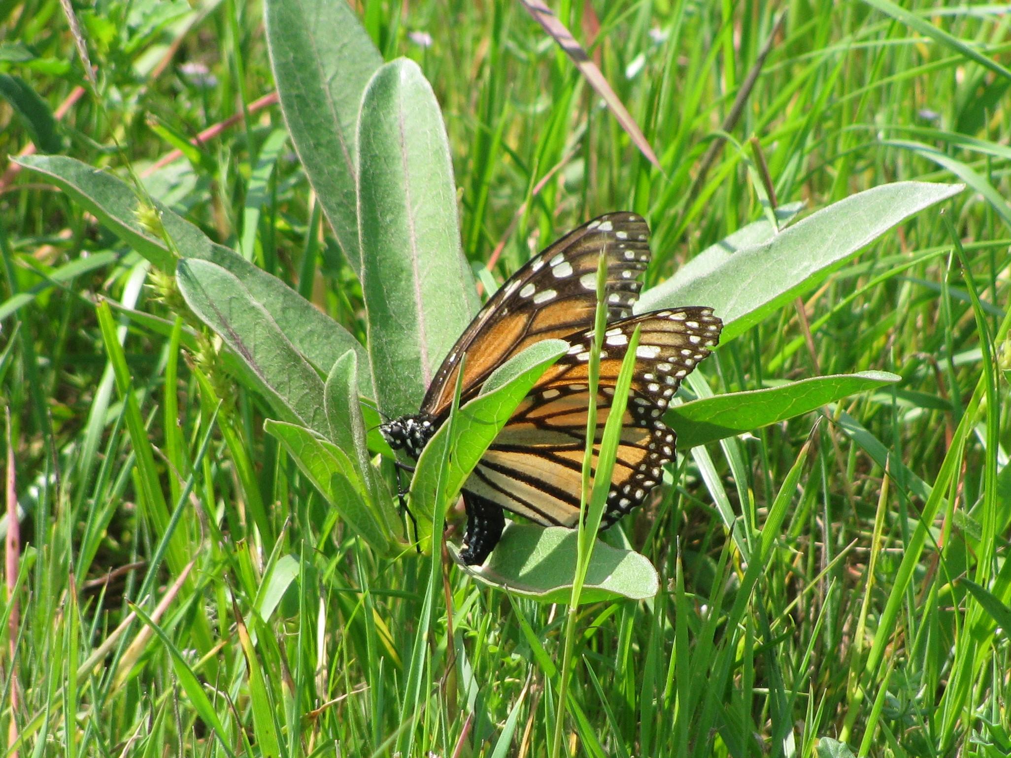 Monarch Butterfly Spring Migration Laying Eggs in Texas