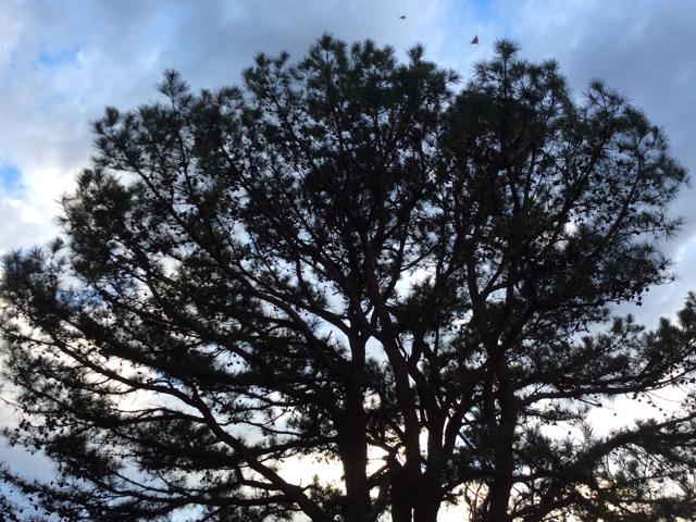 A Spring Roost of Monarch Butterflies in Oklahoma