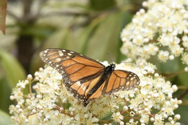 Monarch Butterfly Spring Migration Nectaring in Texas