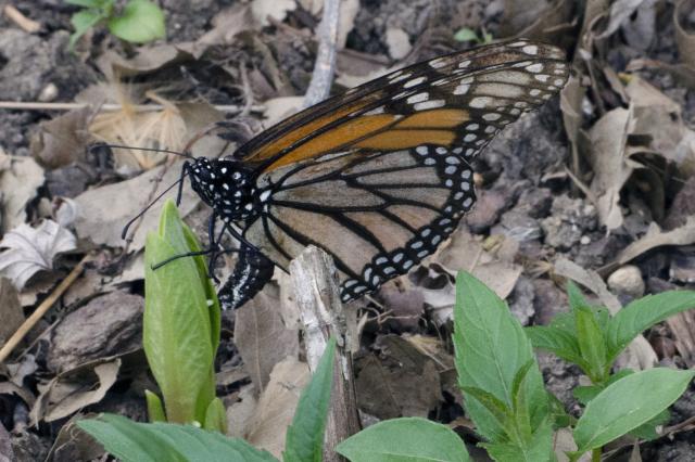 Monarch Butterfly Arriving Early in Ohio